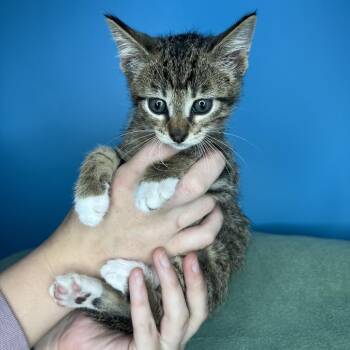 Domestic Short Hair Cats Available for Adoption in San Antonio, Texas - Castle | PetCurious