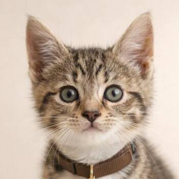 Murray -  Domestic Short Hair Cat for Adoption in Hannibal, Missouri - Murray | PetCurious
