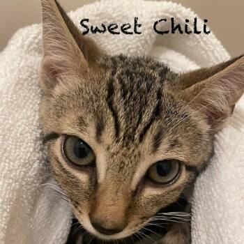 Sweet Chili A26-141 -  Domestic Short Hair Cat for Adoption in Santa Rosa Beach, Florida - Sweet Chili A26-141 | PetCurious