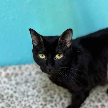 Rescue Domestic Short Hair Cats for Adoption in Fresno, California - Karma | PetCurious