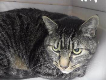 PRINCE -  Domestic Short Hair Cat for Adoption in Omaha, Nebraska - PRINCE | PetCurious
