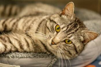 Domestic Short Hair Cats Available for Adoption in Hilton Head Island, South Carolina - Ragnar | PetCurious