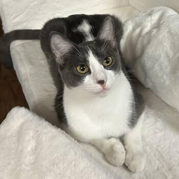 Pumpkin Spice -  Domestic Short Hair Cat for Adoption in Liverpool, Texas - Pumpkin Spice | PetCurious
