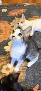 Allie -  American Shorthair Cat for Adoption - Allie | PetCurious