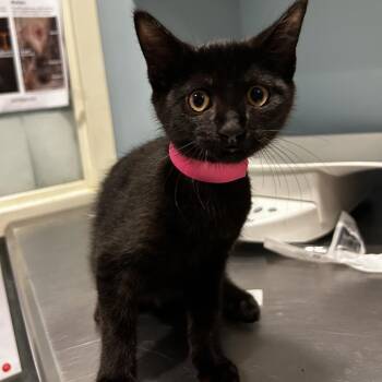 Imani -  Domestic Short Hair Cat for Adoption in Chattanooga, Tennessee - Imani | PetCurious