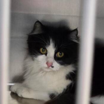 Misstash -  Domestic Long Hair Cat for Adoption in West Plains, Missouri - Misstash | PetCurious