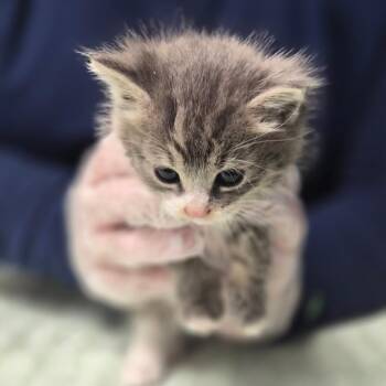 Eeyore -  Domestic Short Hair Cat for Adoption in Newark, New Jersey - Eeyore | PetCurious