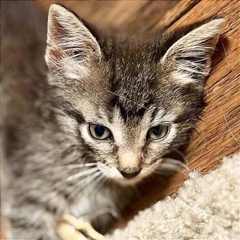 Doodles -  Domestic Short Hair Cat for Adoption in Hannibal, Missouri - Doodles | PetCurious