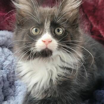 Gwen -  Domestic Medium Hair Cat for Adoption in New Washoe City, Nevada - Gwen | PetCurious
