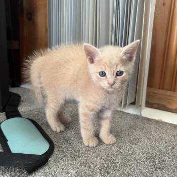 Karl -  Domestic Short Hair Cat for Adoption in Carmel, Indiana - Karl | PetCurious