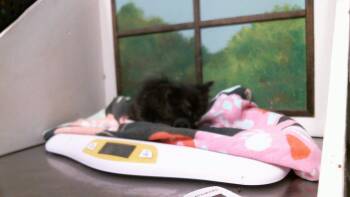 A2098254 -  Domestic Long Hair and Domestic Short Hair Cat for Adoption in Houston, Texas - A2098254 | PetCurious
