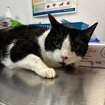 Raven -  Domestic Short Hair Cat for Adoption in Tulsa, Oklahoma - Raven | PetCurious