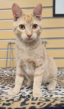 Rescue Domestic Short Hair Cats for Adoption in Cedar Rapids, Iowa - Zach | PetCurious