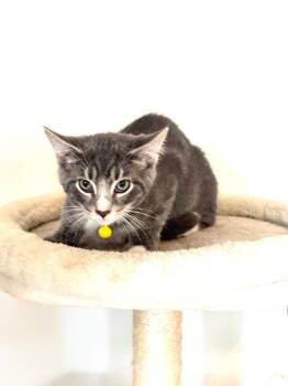 BamBam -  Domestic Short Hair Cat for Adoption in Moorestown, New Jersey - BamBam | PetCurious