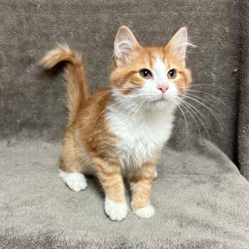 Manatar -  Domestic Short Hair Cat for Adoption in Waterloo, Iowa - Manatar | PetCurious