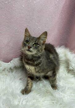 Julie -  Domestic Medium Hair Cat for Adoption in Clarkesville, Georgia - Julie | PetCurious