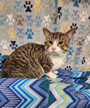 Domestic Short Hair Cats Available for Adoption in Wabash, Indiana - Pebbles / Stone | PetCurious