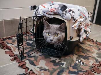 JAVA -  Domestic Short Hair Cat for Adoption in Omaha, Nebraska - JAVA | PetCurious
