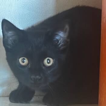 Darling -  Domestic Short Hair Cat for Adoption in Bentonville, Arkansas - Darling | PetCurious