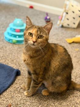 Fancy (bonded with Ferdinand) -  Domestic Short Hair Cat for Adoption in Sandy Springs, Georgia - Fancy (bonded With Ferdinand) | PetCurious
