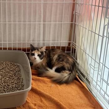 Star -  Domestic Medium Hair Cat for Adoption in Pittsford, Vermont - Star | PetCurious