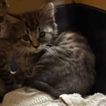 Rescue Domestic Long Hair Cats for Adoption in Morganton, North Carolina - Ringo | PetCurious