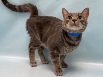 Willis -  Domestic Short Hair Cat for Adoption in Minneapolis, Minnesota - Willis | PetCurious