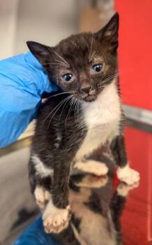 Nae Nae -  Domestic Short Hair Cat for Adoption in Fresno, California - Nae Nae | PetCurious