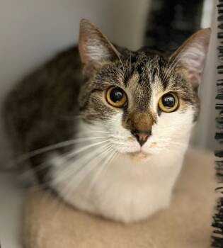 Rescue Domestic Short Hair Cats for Adoption in Sheboygan, Wisconsin - Zoey | PetCurious