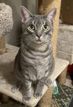 Rescue Domestic Short Hair Cats for Adoption in Smyrna, Georgia - Wonton | PetCurious