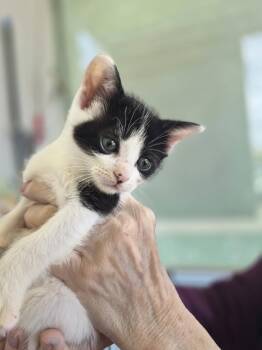 Domestic Short Hair Cats Available for Adoption in Livonia, Michigan - C319 Litter Maeve | PetCurious