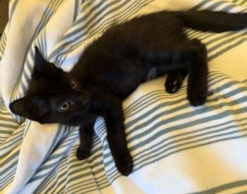 Connor -  Domestic Short Hair Cat for Adoption in Ephrata, Washington - Connor | PetCurious