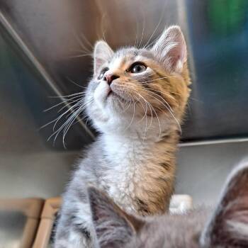 Domestic Short Hair Cats Available for Adoption in Rock Falls, Illinois - Primrose | PetCurious