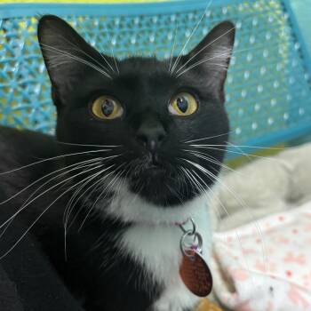 Gertie -  Domestic Short Hair Cat for Adoption in Springfield, Missouri - Gertie | PetCurious