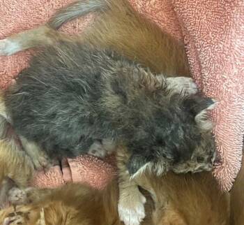 CALI -  Domestic Short Hair Cat for Adoption in Thousand Palms, California - CALI | PetCurious