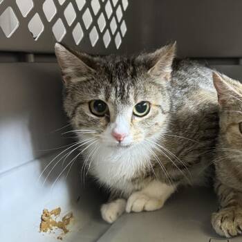 Domestic Short Hair Cats Available for Adoption in Lynchburg, Virginia - Kenai | PetCurious