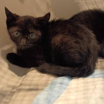 Phenomenon -  Domestic Short Hair Cat for Adoption in Lynchburg, Virginia - Phenomenon | PetCurious