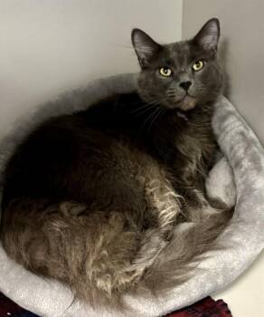 JORDAN -  Domestic Medium Hair Cat for Adoption in Kalamazoo, Michigan - JORDAN | PetCurious