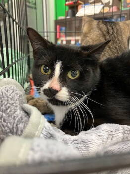 Rescue Domestic Short Hair Cats for Adoption in Land O