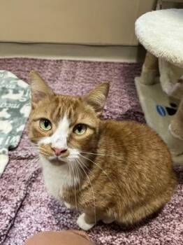 Domestic Short Hair Cats Available for Adoption - Rigik | PetCurious