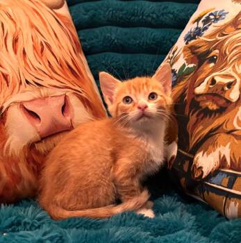 50 Cent -  Domestic Short Hair Cat for Adoption in Buford, Georgia - 50 Cent | PetCurious