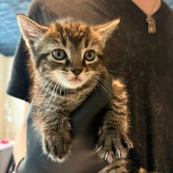 Domestic Short Hair Cats Available for Adoption in Huntington, West Virginia - Mango | PetCurious