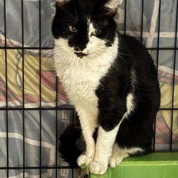 DOOBIE -  Domestic Short Hair Cat for Adoption in Ben Avon, Pennsylvania - DOOBIE | PetCurious