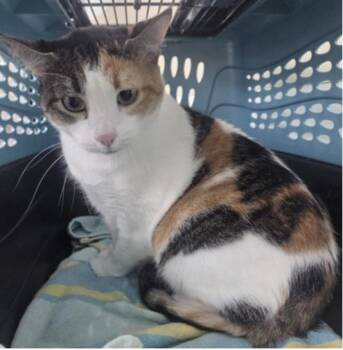 LITTLE -  Domestic Short Hair Cat for Adoption in Broomfield, Colorado - LITTLE | PetCurious