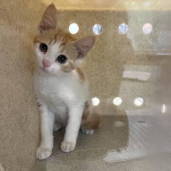 Boba -  Domestic Short Hair Cat for Adoption in Philadelphia, Pennsylvania - Boba | PetCurious