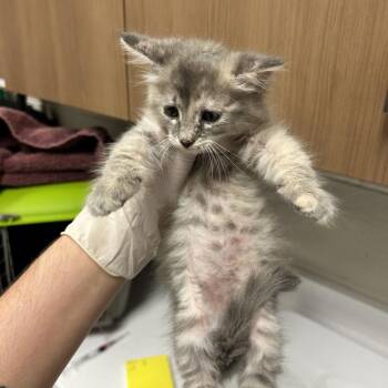 Stevie -  Domestic Medium Hair Cat for Adoption in Reno, Nevada - Stevie | PetCurious