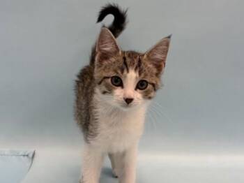 Bandit -  Domestic Short Hair Cat for Adoption in Golden Valley, Minnesota - Bandit | PetCurious