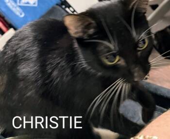 Domestic Short Hair Cats Available for Adoption in Redondo Beach, California - Christie | PetCurious