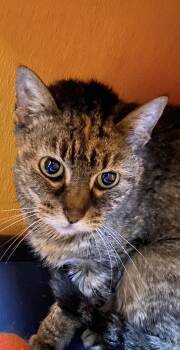 Domestic Short Hair Cats Available for Adoption in Elyria, Ohio - Maddie | PetCurious