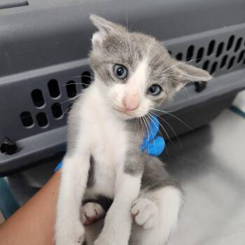 Berry -  Domestic Short Hair Cat Available for Adoption in Edinburg, Texas - Berry | PetCurious